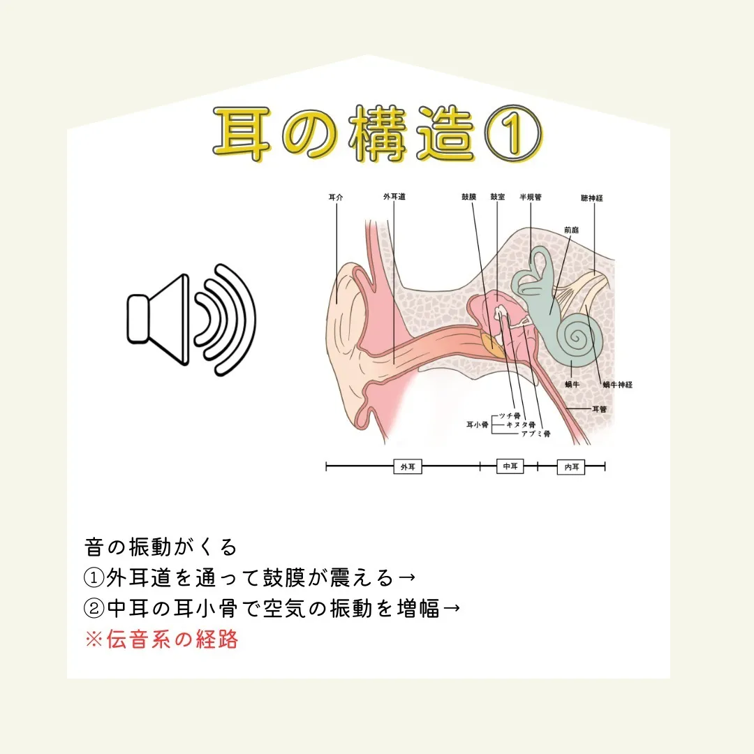 皆さん！今日は「音が聞こえる仕組み」についてご紹介します。