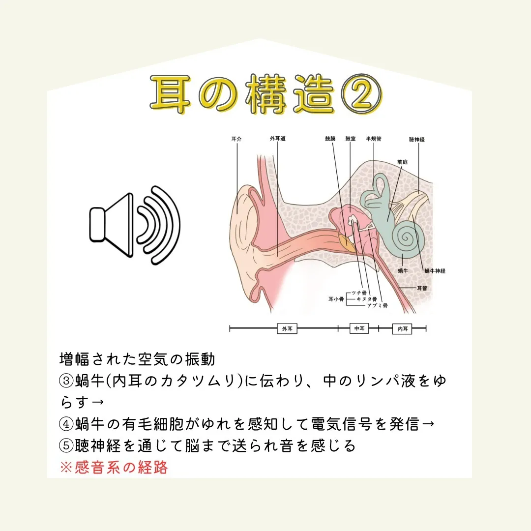 皆さん！今日は「音が聞こえる仕組み」についてご紹介します。